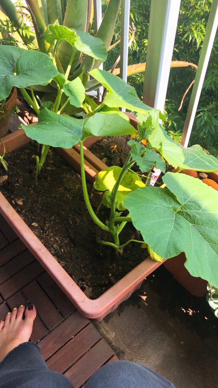 火曜の午前は座学とクリヤとヨガクラスのミニ講座です