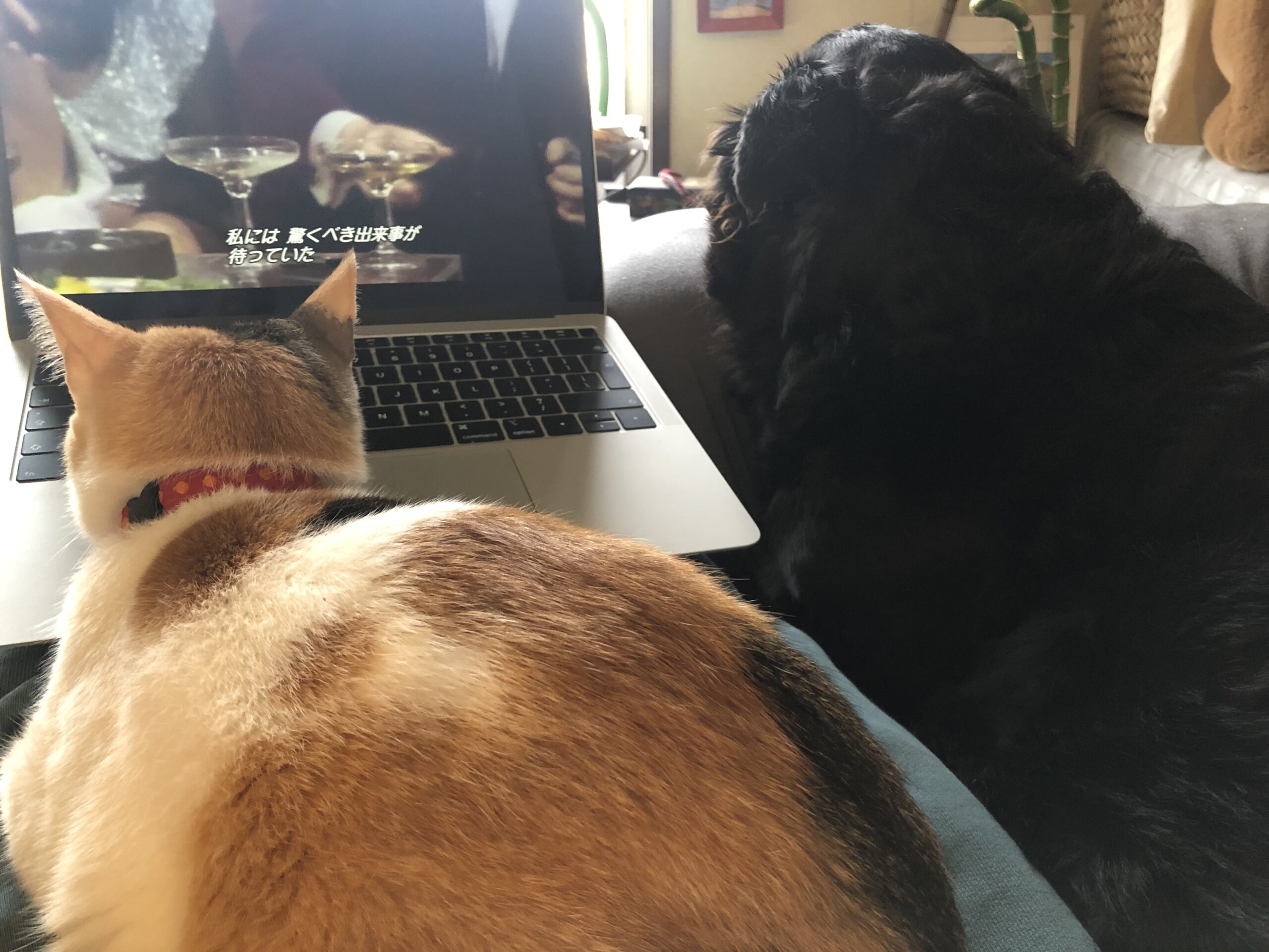 ヨガで自宅をパワースポットに