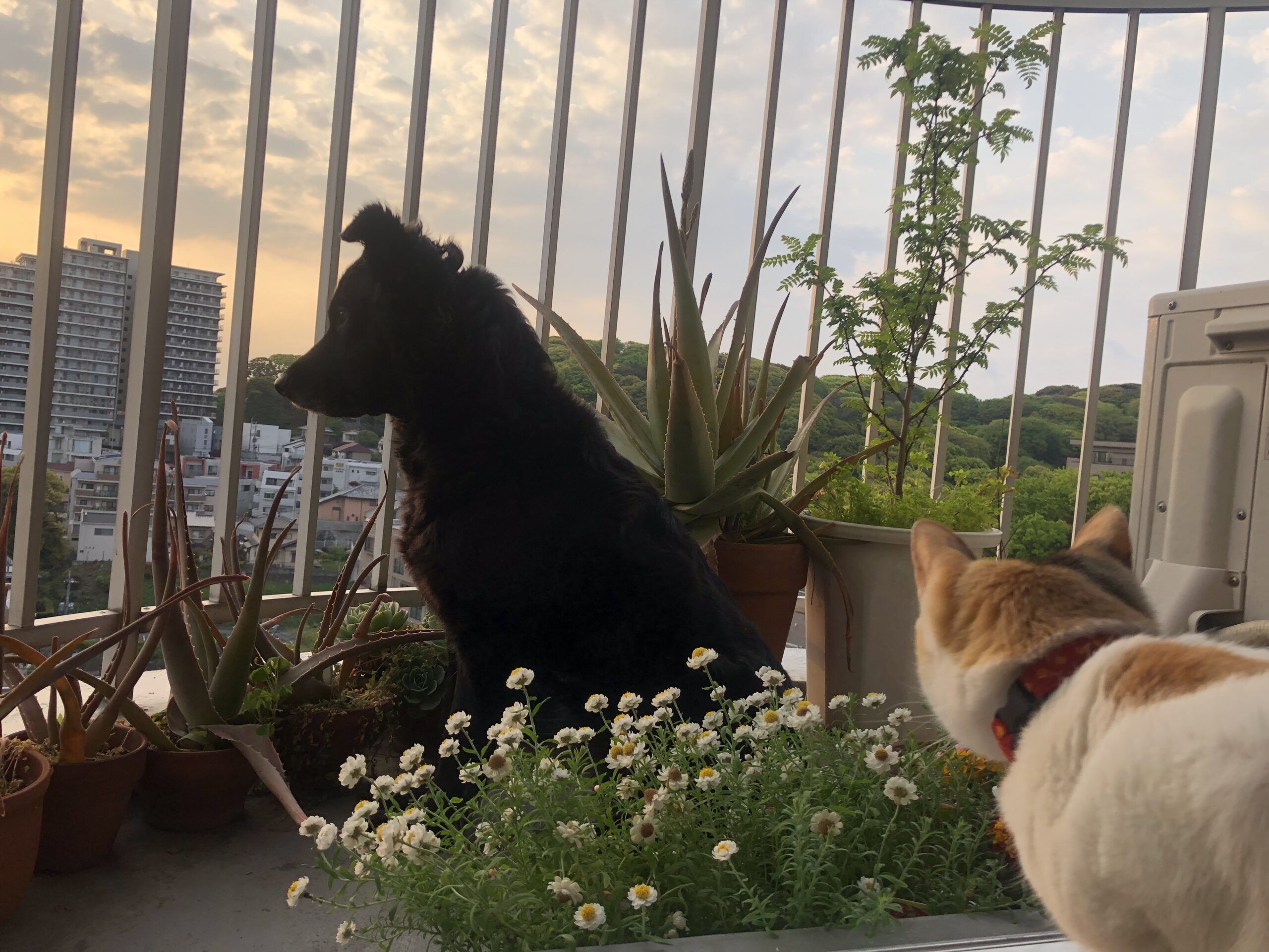 今後のヨガクラスについて、人について