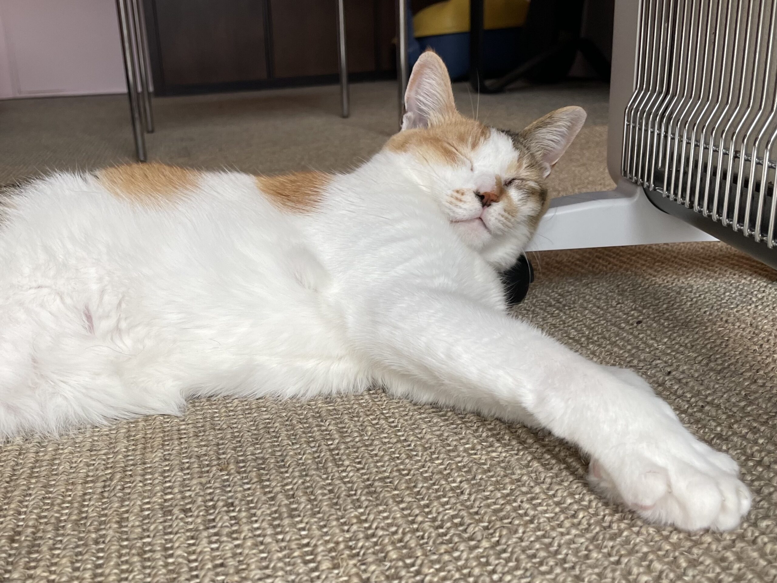 皮膚のこと、良い姿勢と歩き方