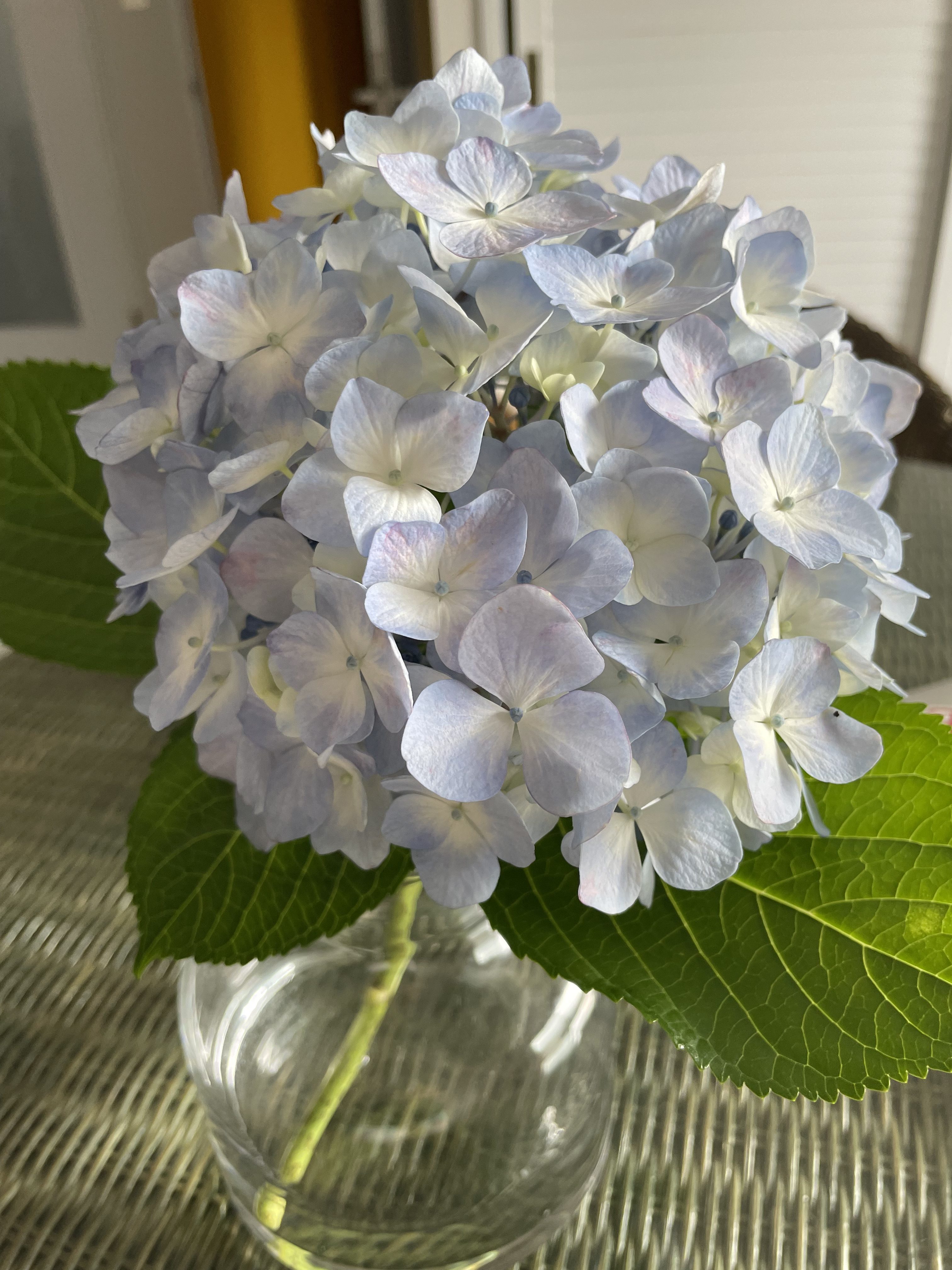 2023年6月1日とアーナパーナ瞑想