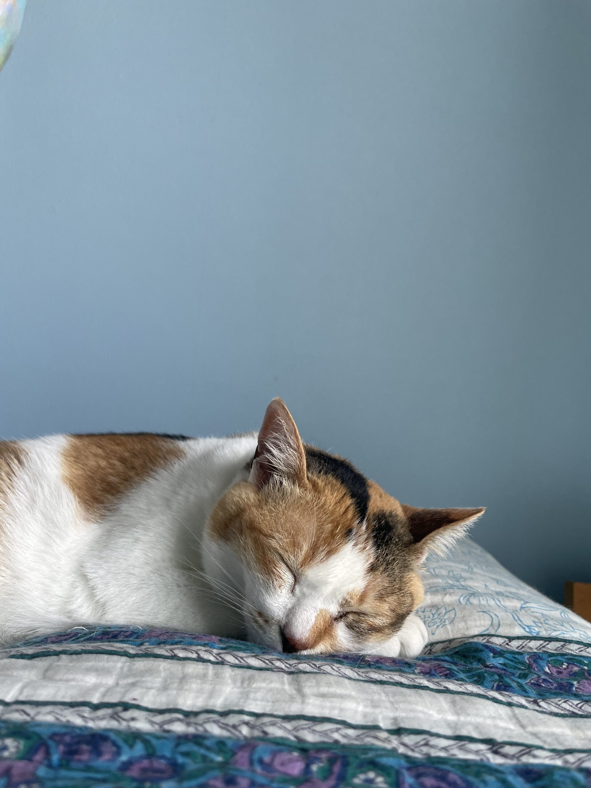 やさしさに包まれたなら